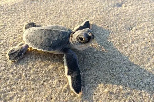 Tartaperitivo a Mola per festeggiare le schiuse nell’Isola delle Tartarughe marine