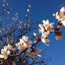 Programma mese di marzo dell’Università del Tempo Libero di Portoferraio 