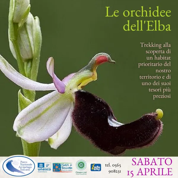 Le orchidee dell'Elba