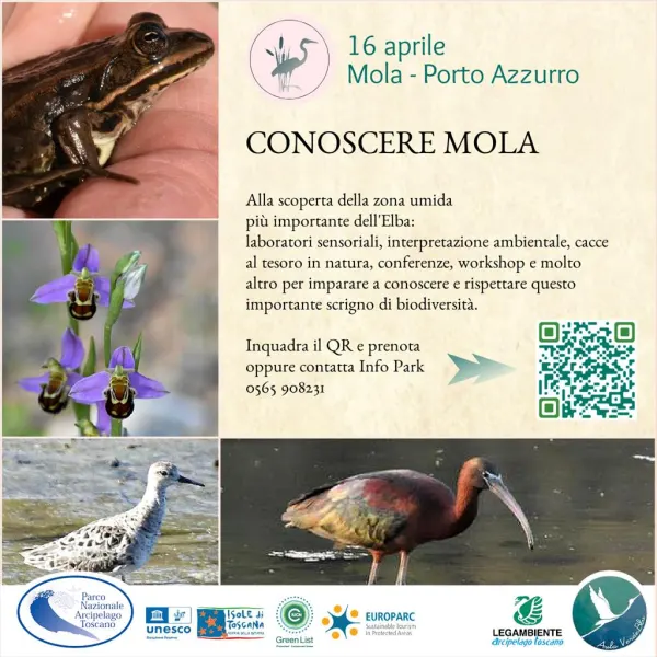 Conoscere Mola