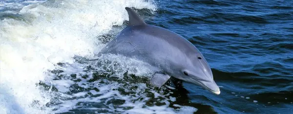 Whale watching nel Santuario Pelagos