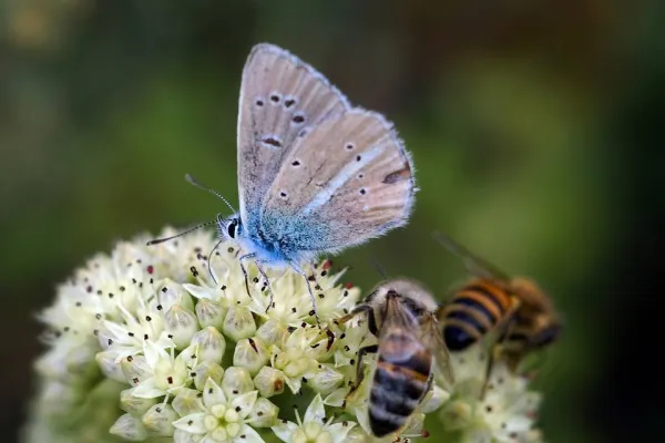 Conoscere gli impollinatori - Conferenza