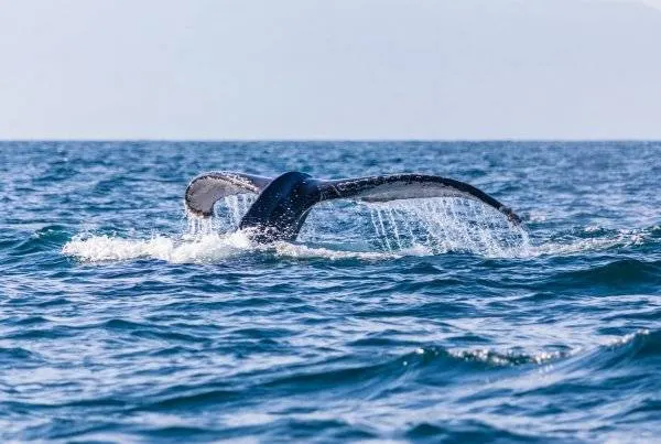 Whale watching - In barca alla scoperta dei cetacei