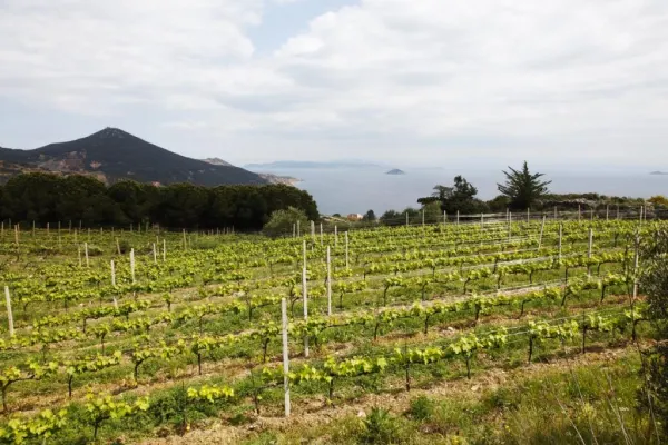 Gli affioramenti ofiolitici di Monte Fico