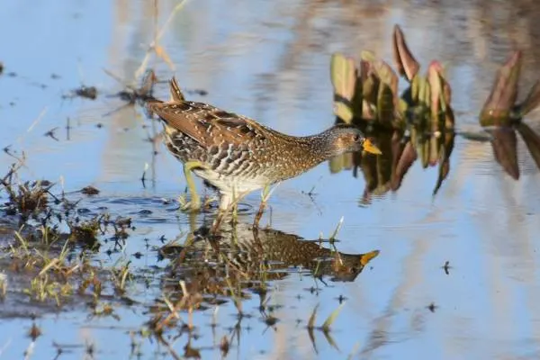 Conoscere Mola in autunno