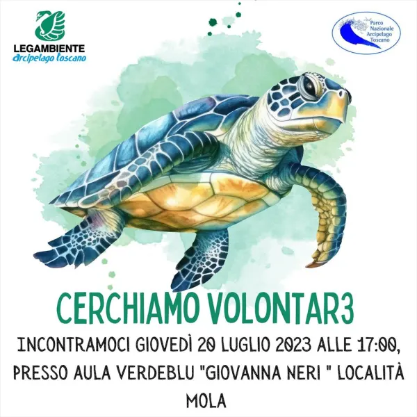 Cerchiamo volontari per difendere le tartarughe marine