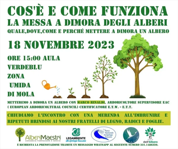 Cos'è e come funziona la messa a dimora degli alberi