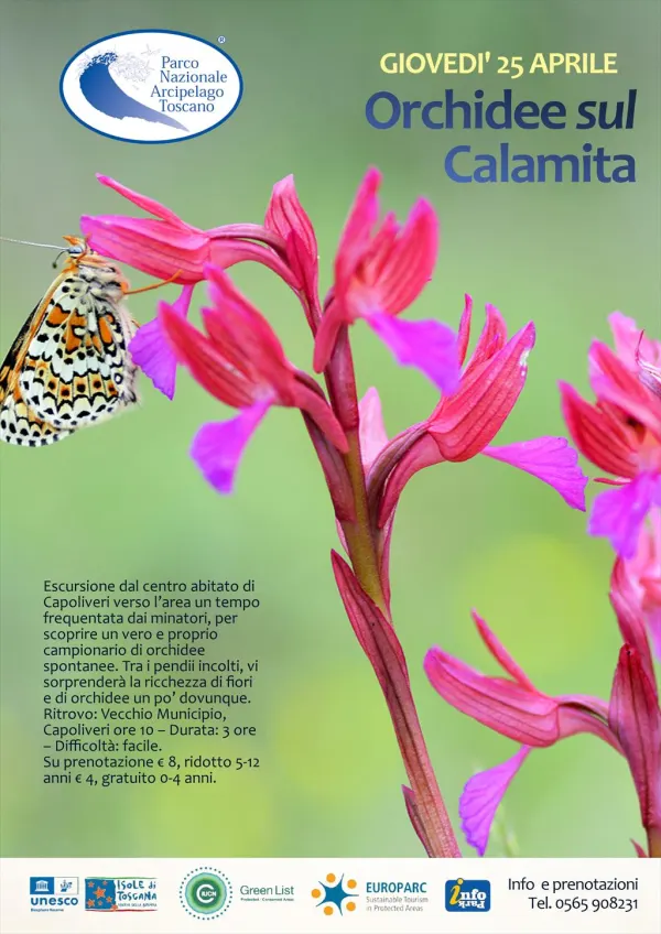 Orchidee sul Calamita