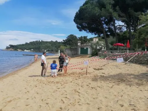 Attenti alla tartaruga! 