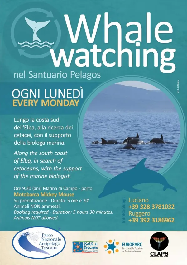 Whale watching nel Santuario Pelagos