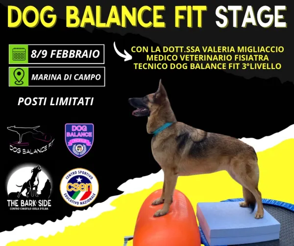 Dog balance fit stage