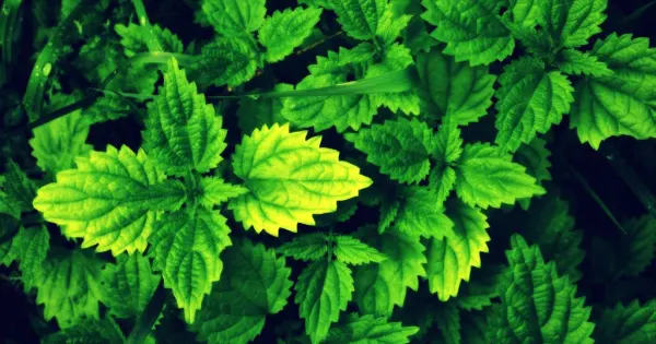 Herbal trekking nella notte di San Giovanni