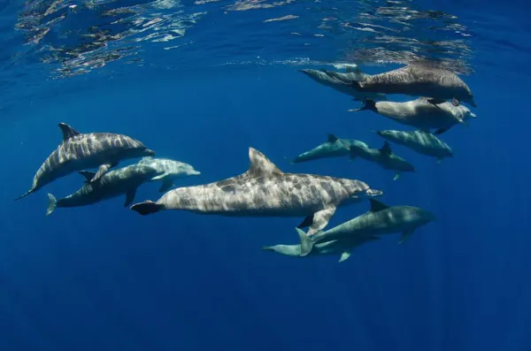 Giornata Mondiale degli Oceani. Il respiro del mare, le meraviglie del Santuario Pelagos