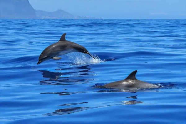 Whale watching nel Santuario Pelagos