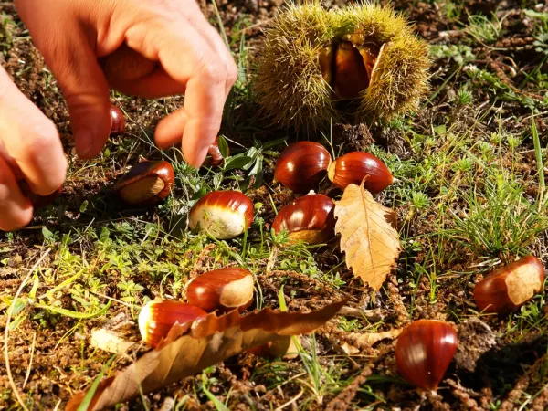 Trekking per la Festa della Castagna a Marciana