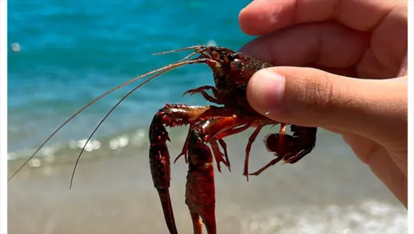 Cambiamento climatico e specie invasive nel Mediterraneo