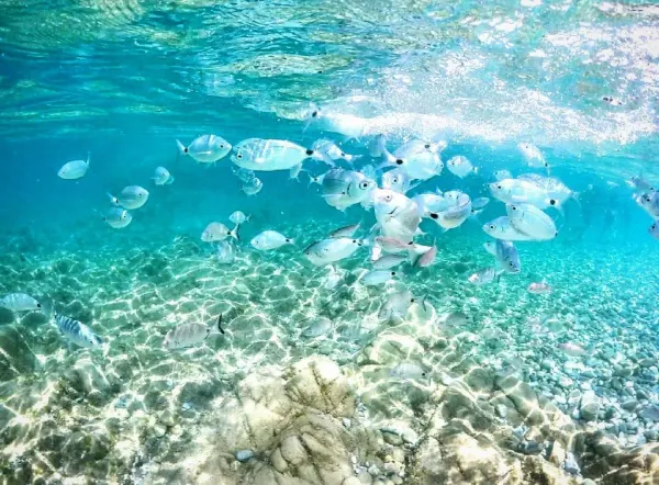 Profondo blu: proiezione di immagini sottomarine