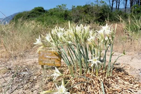 Le dune di Lacona: visita e aperitivo a Km0