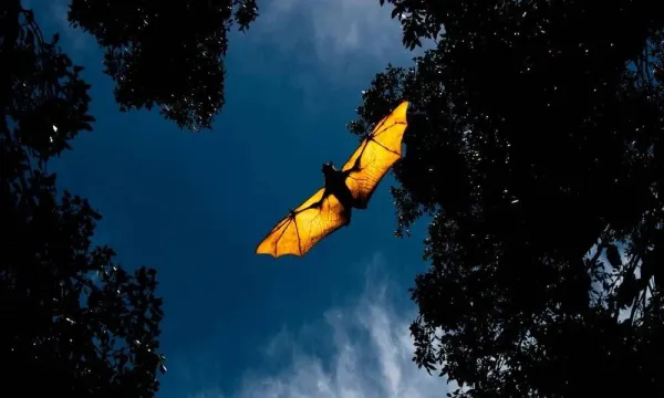 Gli animali della notte: il pipistrello come fa?