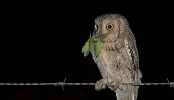 Gli animali della notte: il canto dell'assiolo