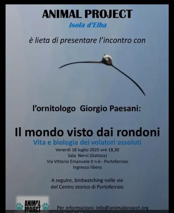 Il mondo visto dai rondoni - Vita e biologia dei volatori assoluti