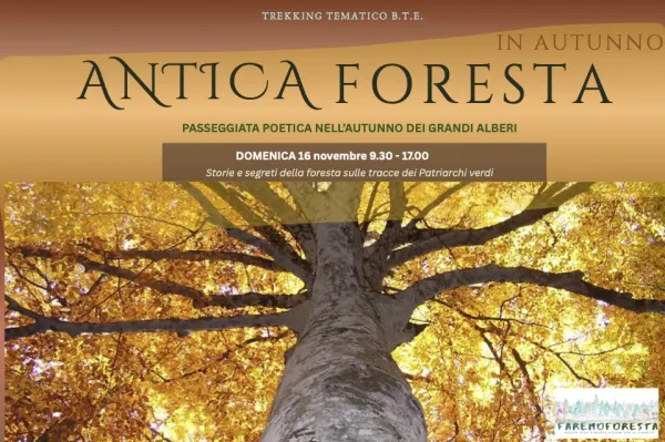 Antica Foresta: passeggiata poetica nell'autunno dei grandi alberi, trekking tematico botanico