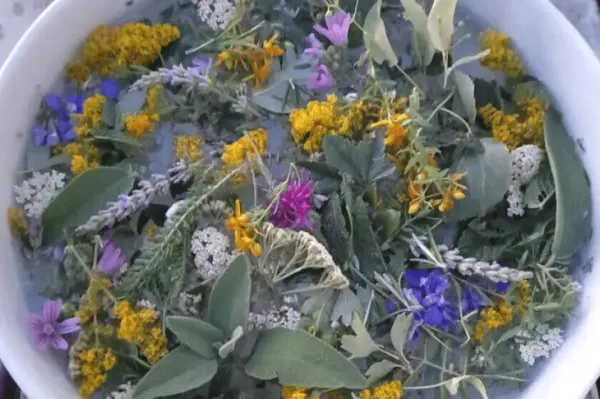 Essenze e piante del Parco nella notte di San Giovanni