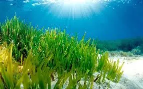Che me ne faccio della posidonia?