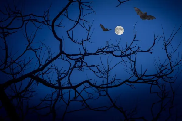 Gli animali della notte: esploratori in ogni senso!