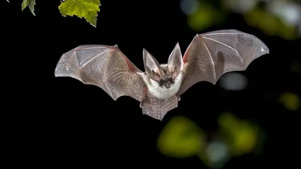 Gli animali della notte: il pipistrello come fa?