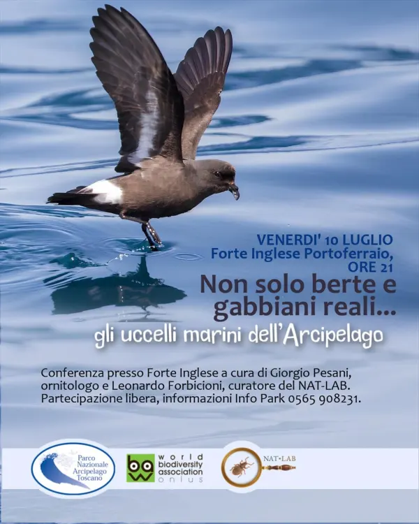 Gli uccelli marini dell'Arcipelago