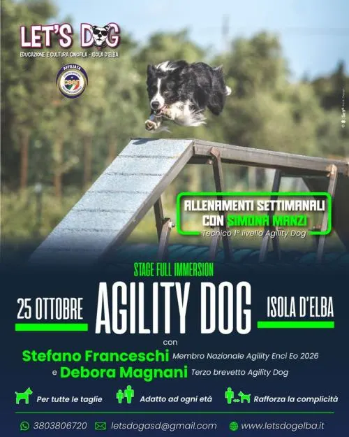Agility Dog